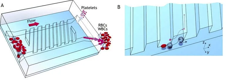 Label-free Microfluidic Cell Sorting And Separation Techniques - Elveflow