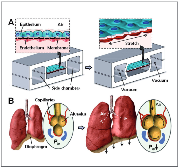 Biology-inspired-microfluidic-alveolar-model-Elveflow