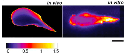 Lung-on-chip Intra-thrombus variations taken from Jain and al