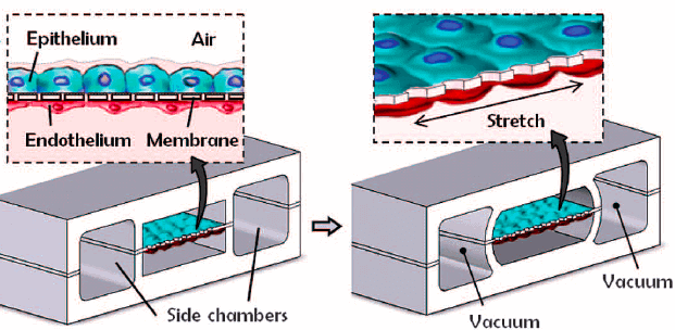 Figure 4 : Taken from D. Huh, B. D. Matthews, A. Mammoto, M. Montoya-Zavala, H. Y. Hsin, and D. E. Ingber, “Reconstituting Organ-Level Lung Functions on a Chip,” Science, vol. 328, no. 5986, pp. 1662–1668, Jun. 2010.