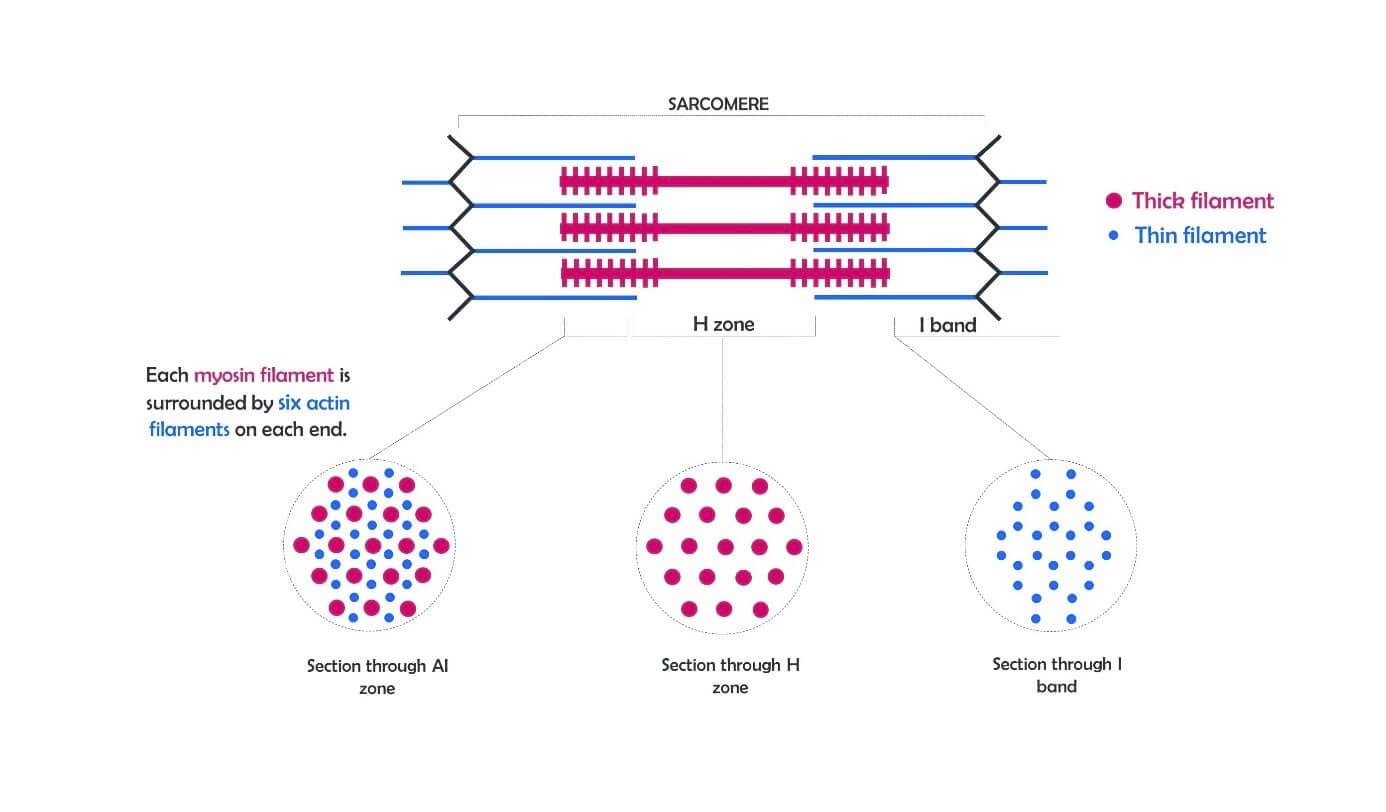 heart-on-chip sarcomere composition microfluidic - Elveflow