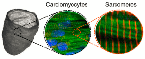 Microfluidic Tissue engineering