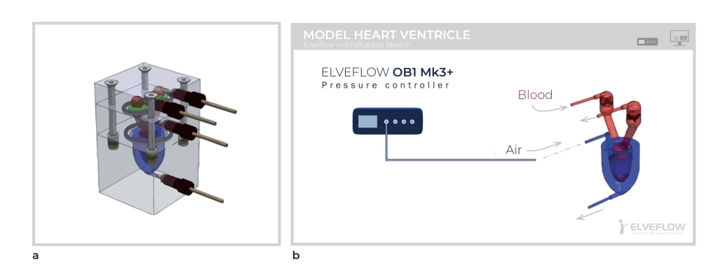 microfluidic tissue engineering model heart ventricule