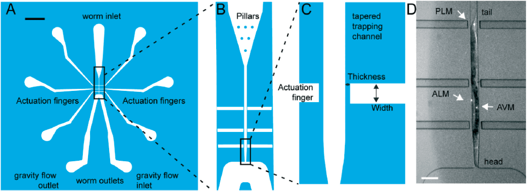 C. ELEGANS MECHANORECEPTOR NEURONS microfluidics elveflow