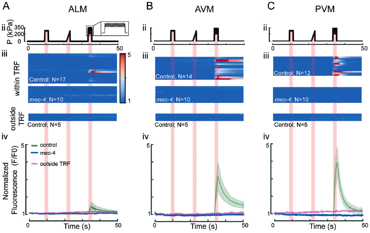 Calcium dynamics of TRNs microfluidics elveflow