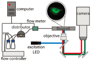 FRET-protein interactions-microfluidic pump-elveflow 