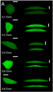 confocal image-protein interactions-microfluidic pump-elveflow microfluidic pump