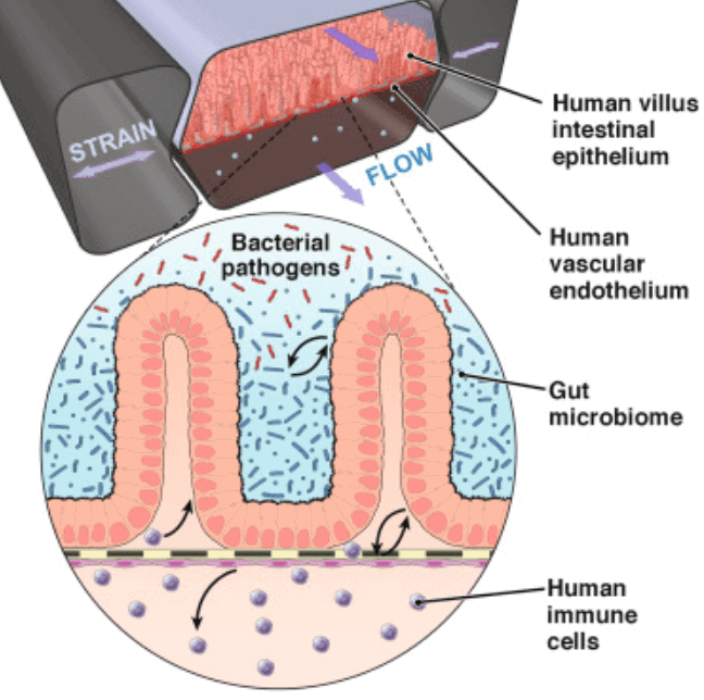 Gut on a chip organs on chips review