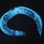 c-elegans-culture-under-perfusion-microfluidic-150x150 cells assays on chip