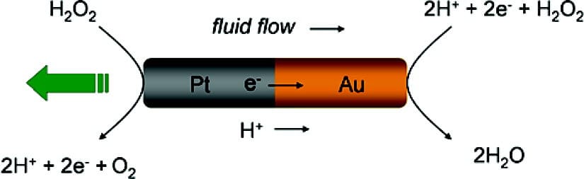 Active Matter microfluidic droplet Microswimmer