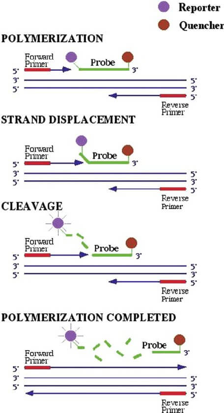 Coronavirus (SARS-CoV2) diagnostic with microfluidics - Elveflow