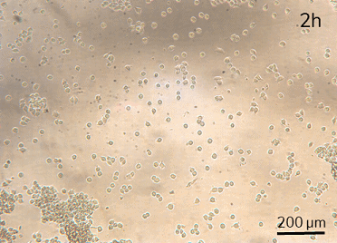 Dynamic cell culture microfluidic perfusion Hela cell 2H