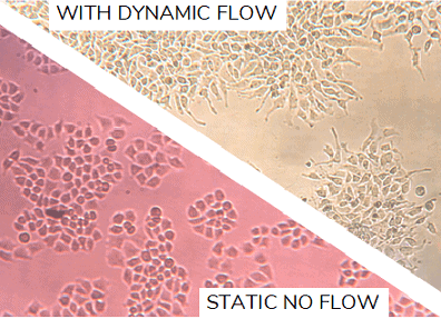 Microfluidic perfusion for dynamic cell culture