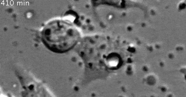 Video1SyntheticOrganelles
