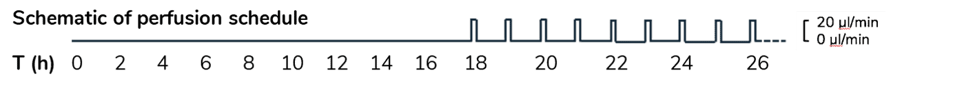 perfusion timeline