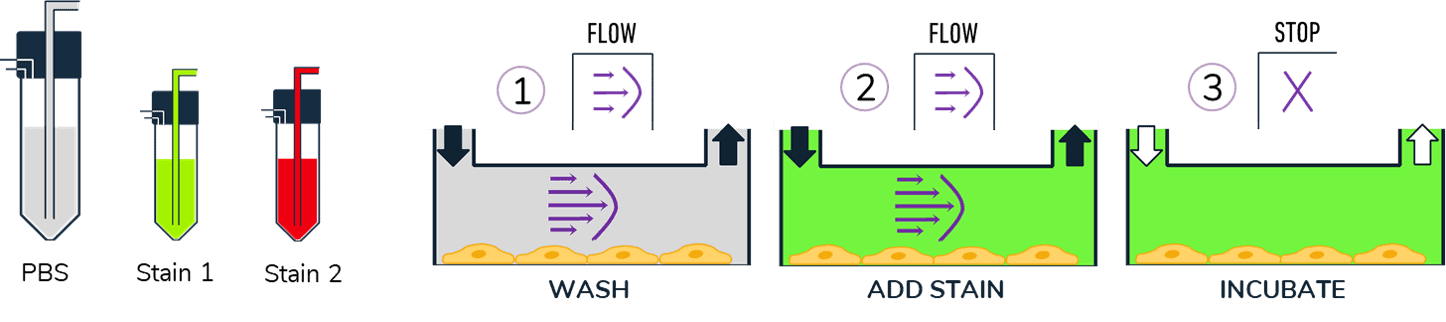 Stain cells protocol in a microfluidic channel