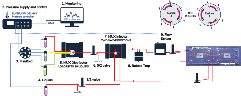 Endothelial cell culture use case setup