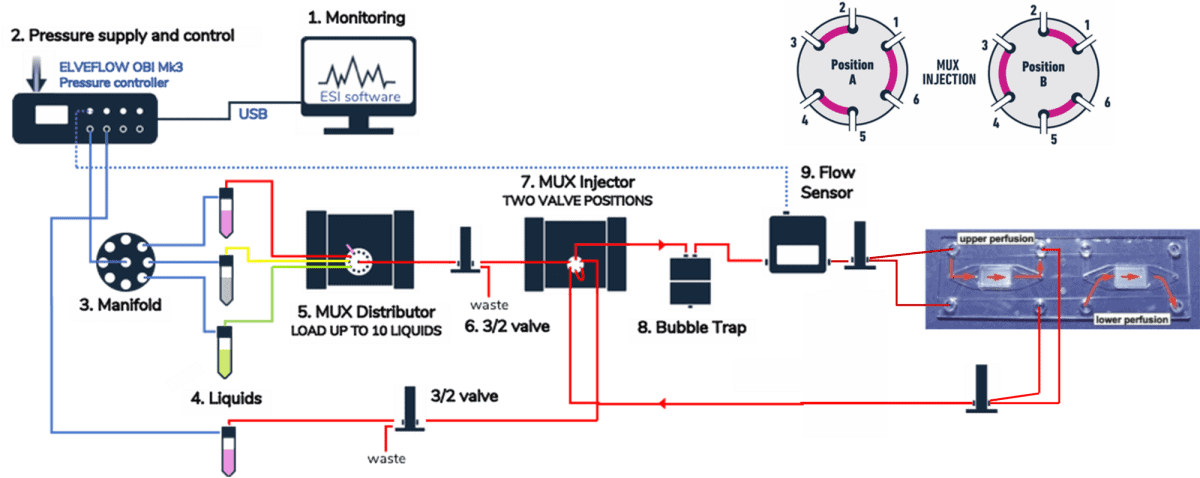 Endothelial cell culture use case setup