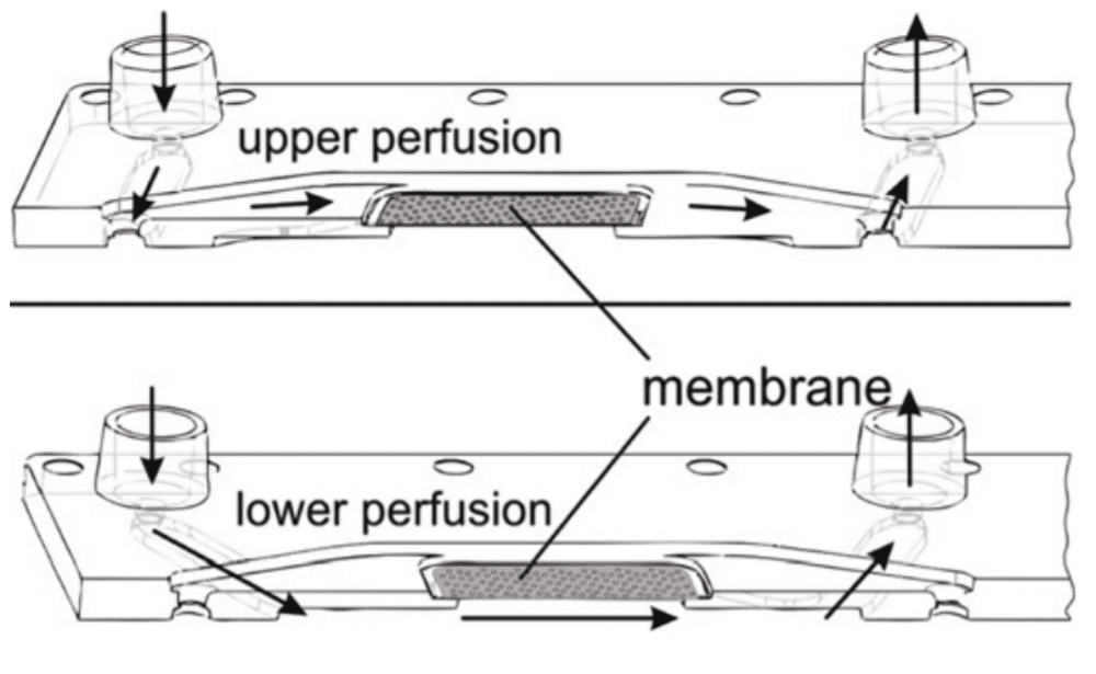 Endothelial cell culture pilot pack principle