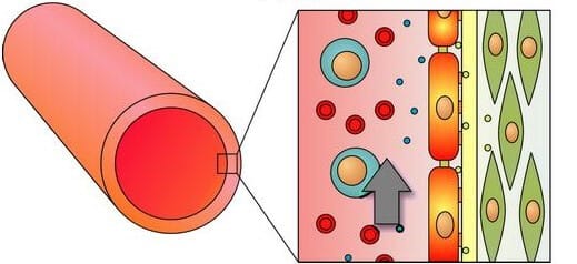 Endothelial cells in vivo preview