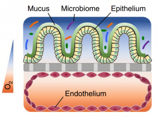 Gut On A Chip Pilot Pack Beta Innovation Elveflow