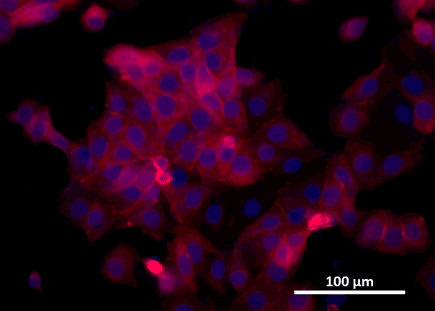 medium recirculation microscope picture