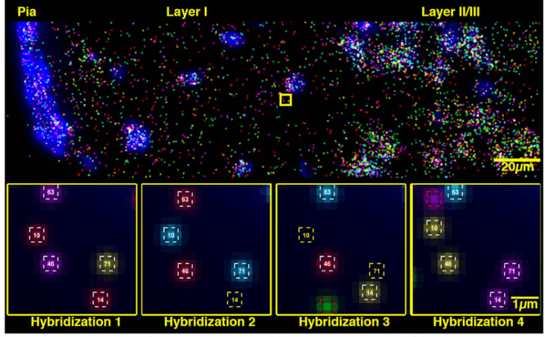 Spatial transcriptomics illustration e1616168989689