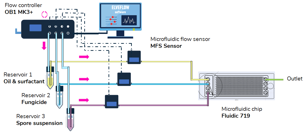 Antifungal screening microfluidic setup