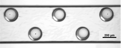 Antifungal screening on chip photo