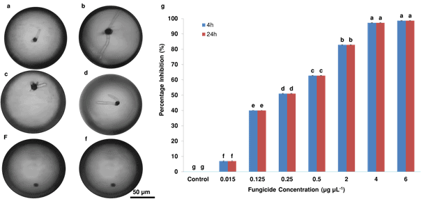 In vitro antifungal activity screening of kunshi