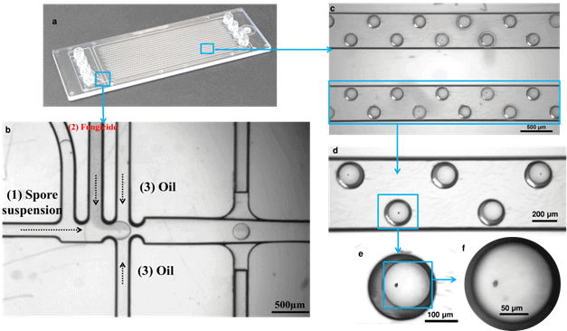 Overview of the Fluidic 719 for antifungal screening