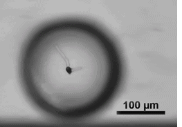 Single spore encapsulation for antifungal screening