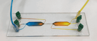 Cell cell interaction chip perfusion