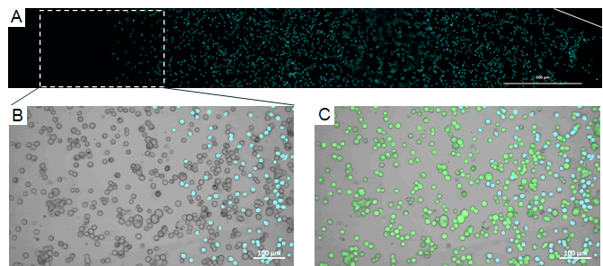 Cell cell interaction visualisation chamber A