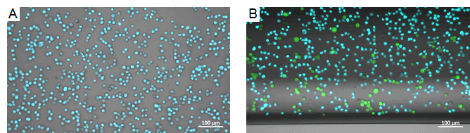 Cell cell interaction visualisation chamber B