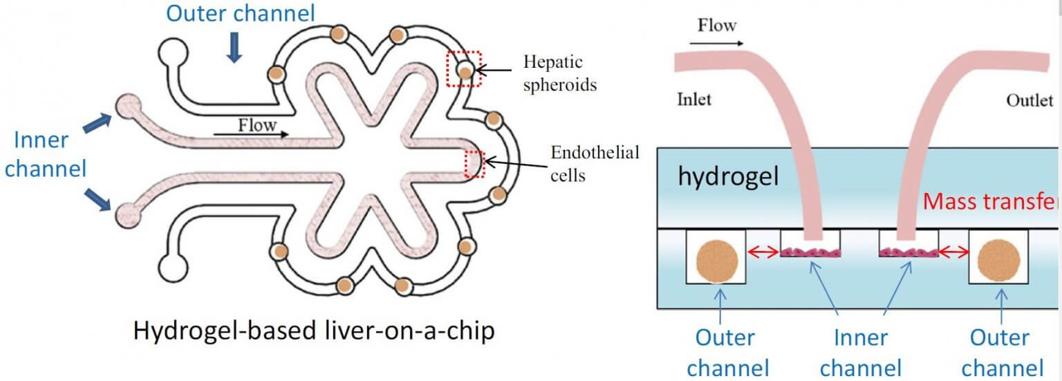 Microfluidic cell culture - a beginner friendly review - Elveflow