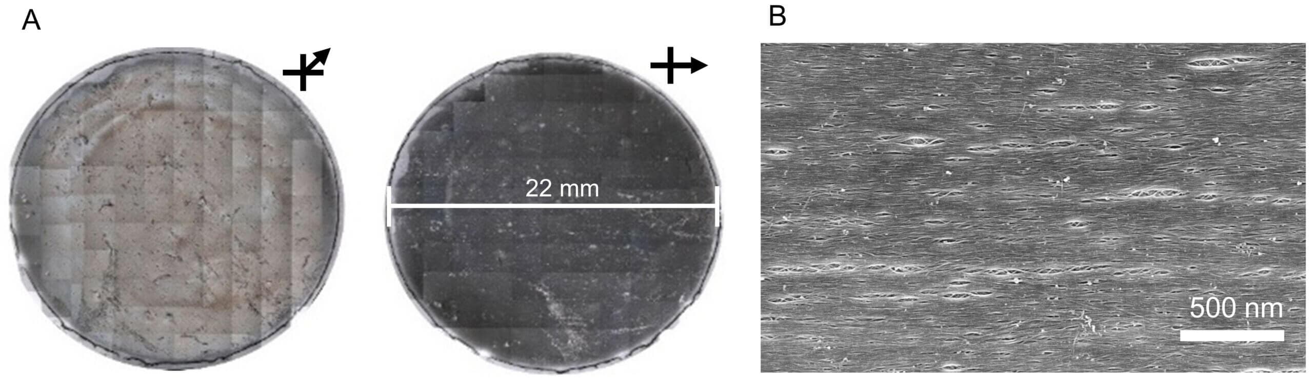 Figure 3. Scanning electron microscopy of aligned single walled carbon nanotubes utilizing a microfluidic dead-end filtration setup.