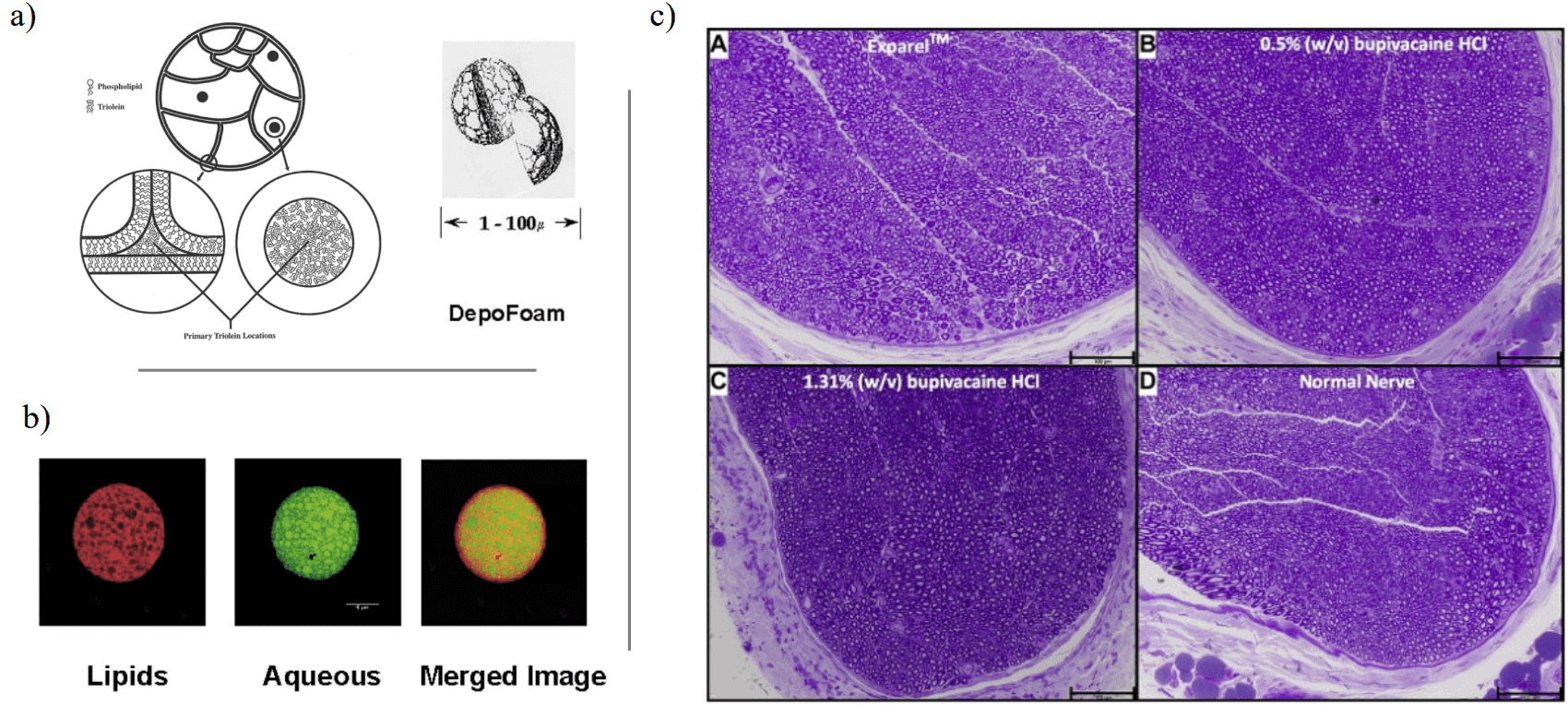 DepoFoam delivery system multivesicular vesicles