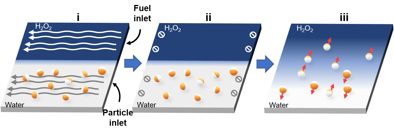 Microswimmers microfluidic chemotaxis assay