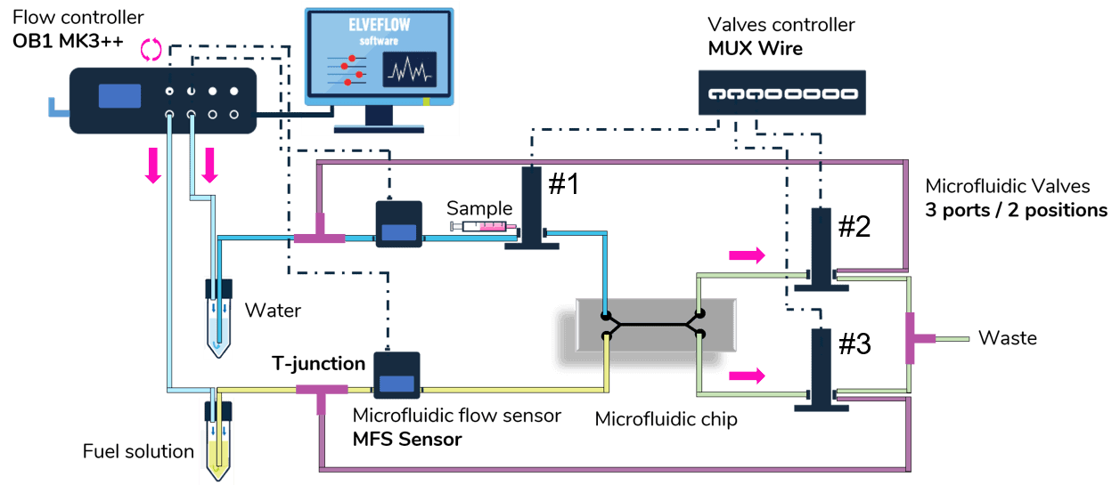 Miscorswimmers chemotaxis behavior study platform setup