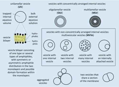 Multivescular vesicles differrent types of liposomes e1649173241399