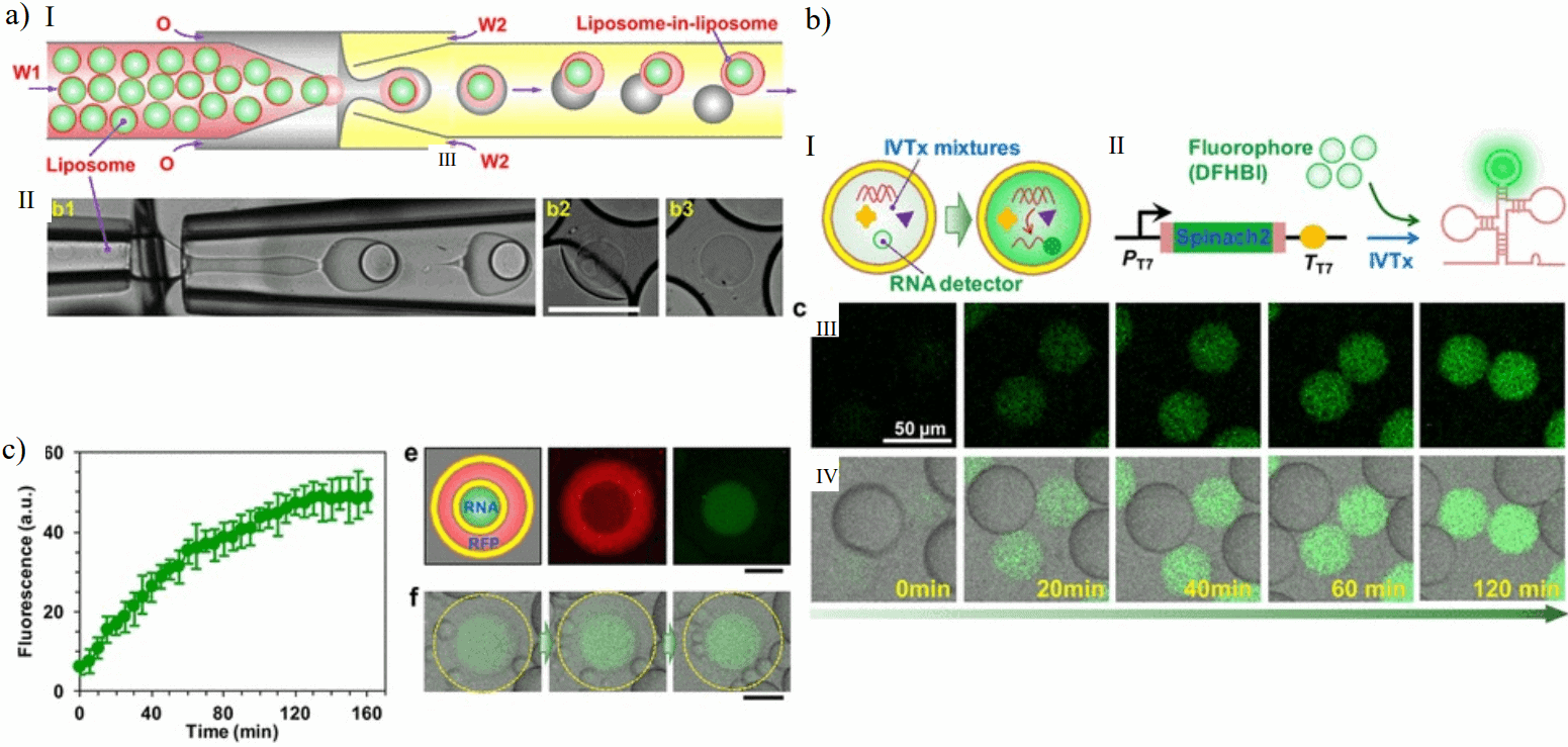 Multivesicular microfluidic vesicles for artificial cell like systems