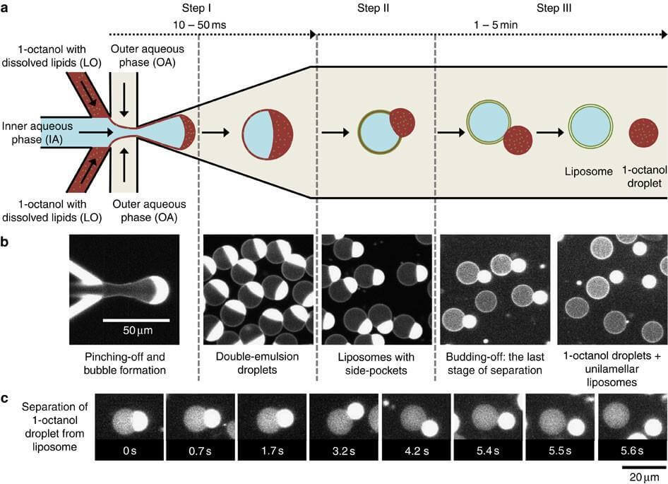 liposome assembly system