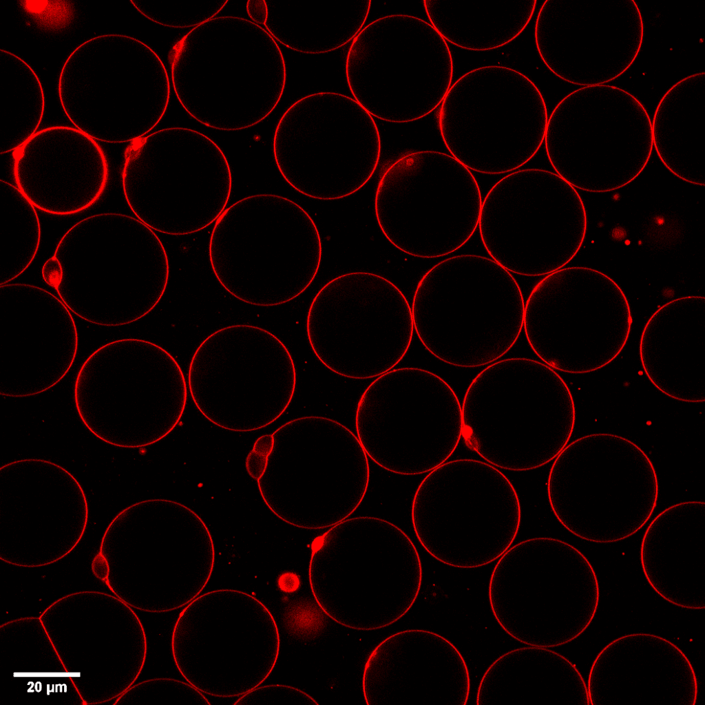 liposomes