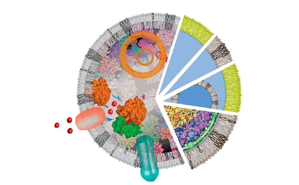 Cell sized giant unilamellar vesicles GUVs illustration