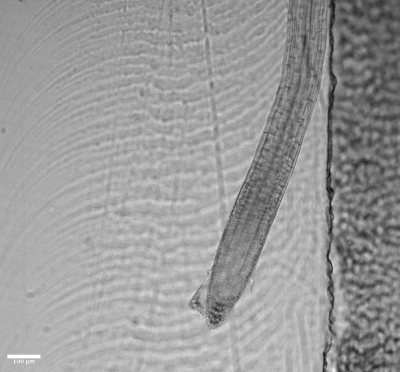 Microfluidic microscopy imaging Arabidopsis thaliana roots 1