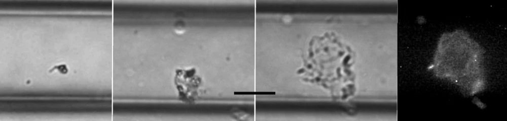 biofilm testing figure