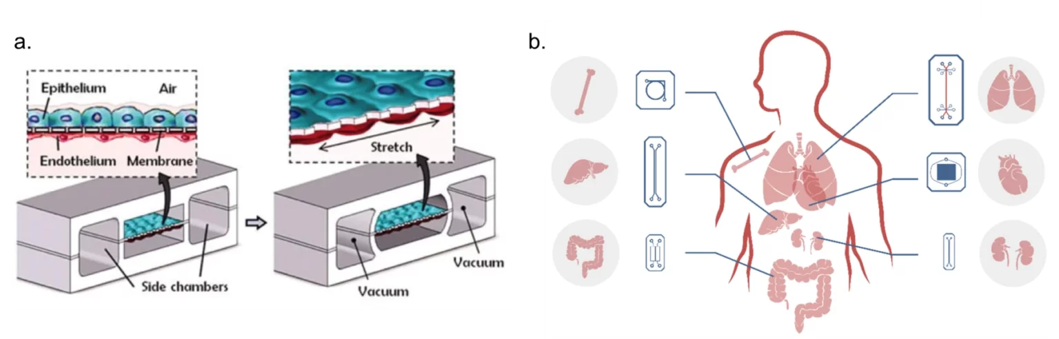 Flow cells for organ on chips systems 1536x492 1
