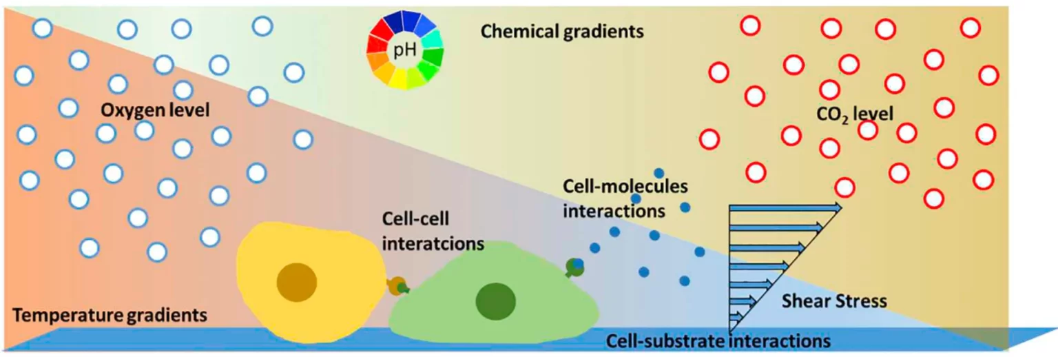 Microfluidic flow cell microenvironment 1536x518 1