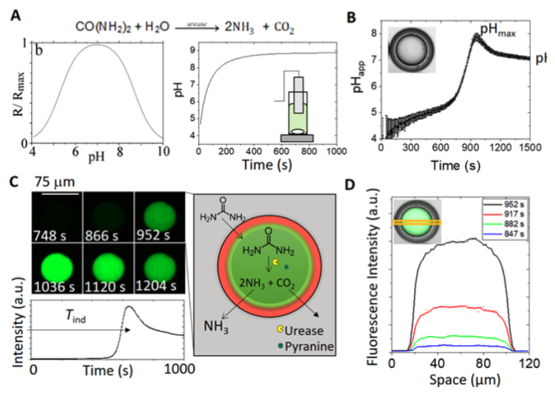 Comparison of typical pH time profiles in a batch reactor and in a urease-encapsulated double emulsion microreactor with concentrations